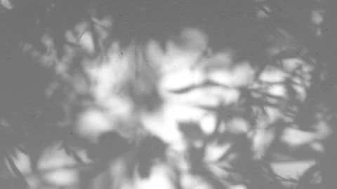 Abstract backdround of tree branch leaves silhouette shadows motion on grey wall Vídeo Stock 251619386
