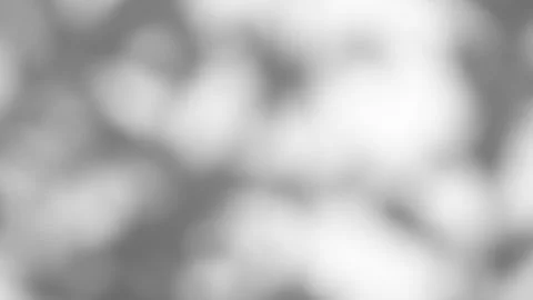 Abstract backdround of tree branch leaves silhouette shadows motion on grey wall Stock Footage 254846017