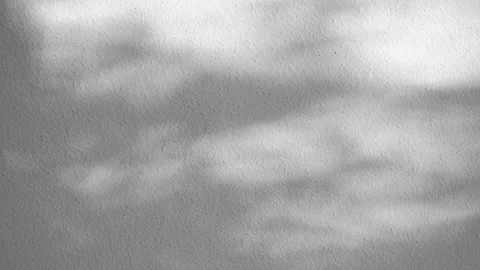 Abstract backdround, tree leaves silhouette shadows in slow motion on grey wall Stockbeeldmateriaal 263285120