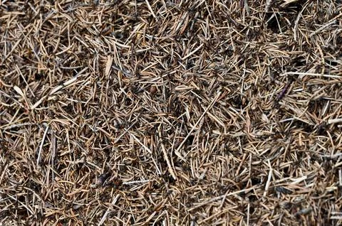 Abstract background of an active anthill texture made of forest debris Stock Photos