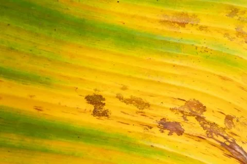 Abstract background and texture of dirty yellow banana dry leaves Stock Photos
