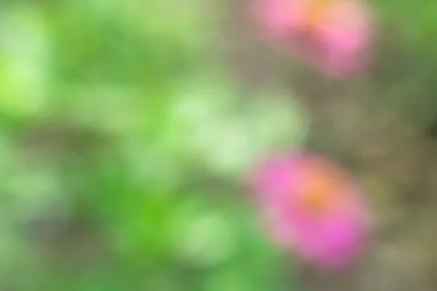 Abstract background and texture of flower Stock Photos
