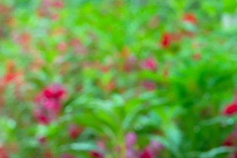 Abstract background and texture of flower Stock-Fotos