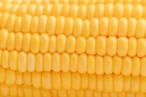 Abstract background and texture of freshness corn. Stock Photos