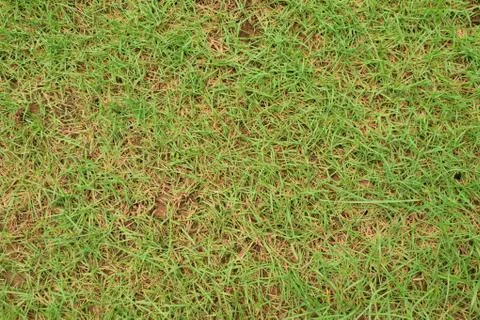 Abstract background and texture of grass Stock Photos