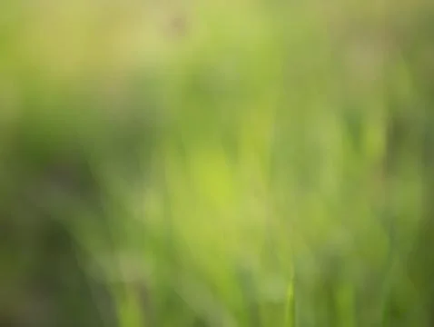 Abstract background and texture of green nature on grass filed Stock Photos
