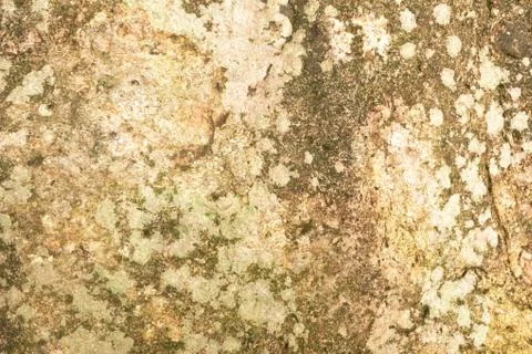 Abstract background and texture of moss on the stone Foto stock