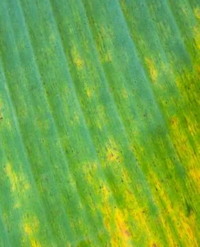 Abstract background and texture of old banana leaf Stock Photos