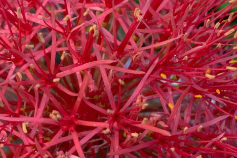 Abstract background and texture of red scadoxus multiflorus Stock-Fotos