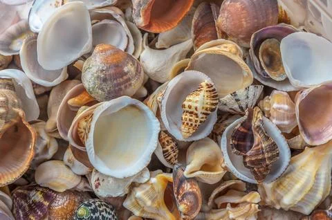 Abstract background and texture of shell pieces. Foto stock