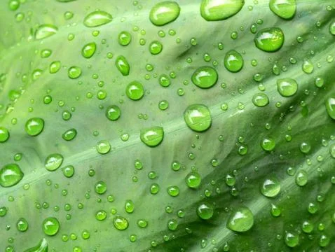 Abstract background and texture of wet green leaves Stock Photos