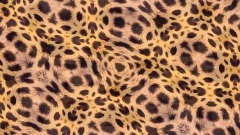 Abstract background animation based on leopard pattern Stock Footage 92640054