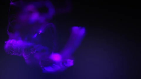 Abstract Background Animation Stock Footage 263409747