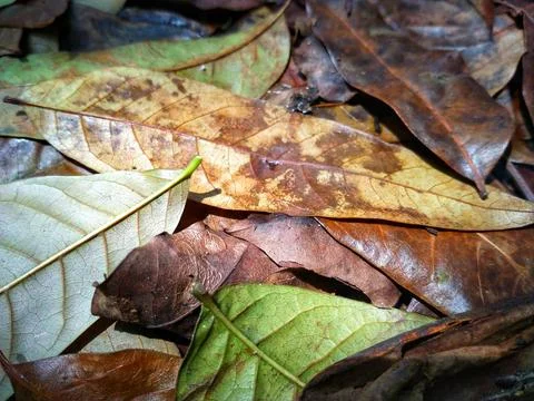 Abstract background of autumn leaves Stock Photos