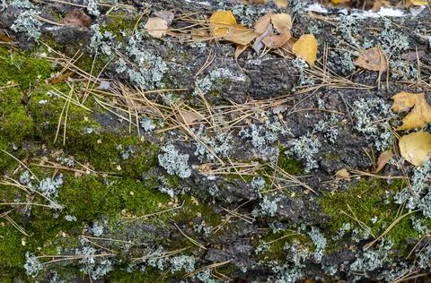 Abstract background . bark of an old tree overgrown with green moss Stock Photos