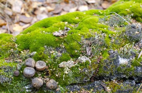 Abstract background . bark of an old tree overgrown with green moss Stock Photos