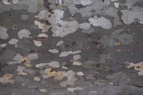 Abstract background with the bark of a tree Stock Photos