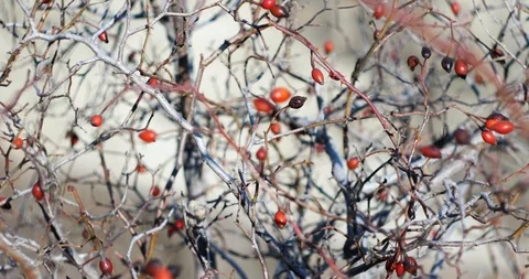 Abstract background from berries and branches of dogrose at autumn Stock Footage 98487163