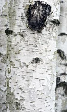 Abstract background birches Stock Photos