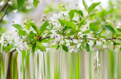 Abstract Background with blossoming cherry branches. Stock Photos