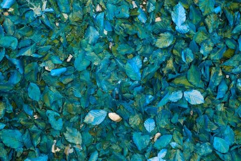 Abstract background of blue fall leaves. Stock Photos