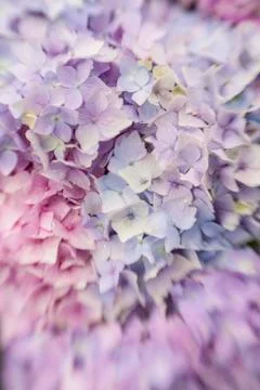 Abstract background of blue hydrangea Stock Photos