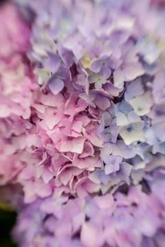 Abstract background of blue hydrangea Stock Photos