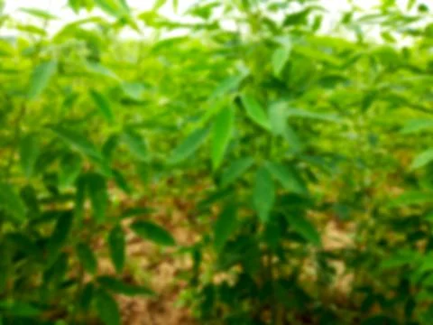 The abstract background blur of the trees Stock Photos