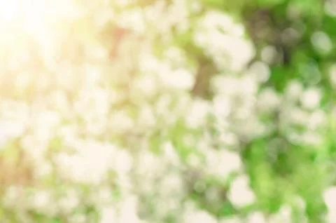 Abstract background. Blurred bokeh of cherry blossom flower. Easter and blooming Foto stock