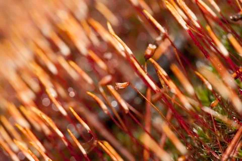 Abstract background blurred image of wet moss closeup Stock Photos