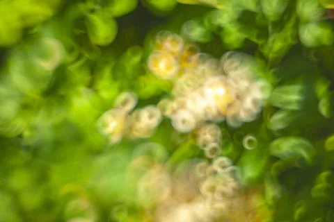 Abstract background of blurred plants and flowers Stock Photos