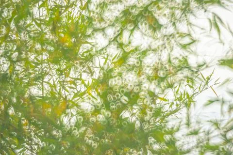 Abstract background of blurred plants Stock Photos