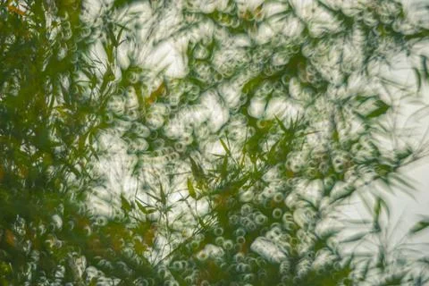 Abstract background of blurred plants Stock Photos