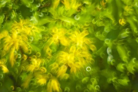 Abstract background of blurred plants Stock Photos