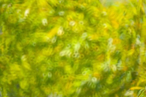 Abstract background of blurred plants Stock Photos