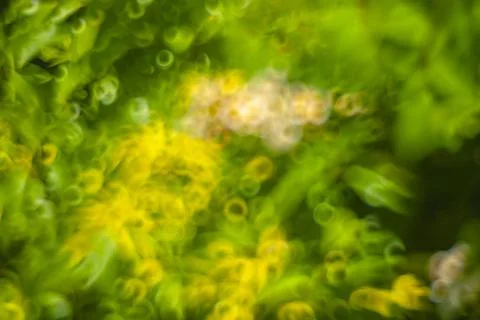 Abstract background of blurred plants Stock Photos