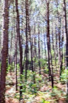 Abstract background of blurred trees in a pine forest. Stock Photos