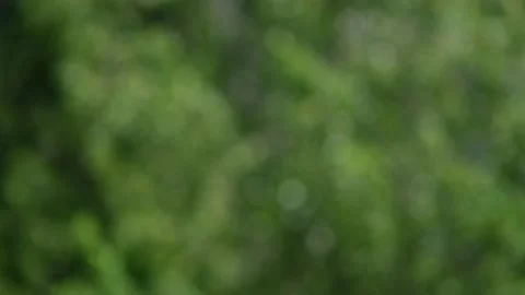 Abstract background with bokeh. out of soft defocus appear Beautiful green Stock Footage 133321428