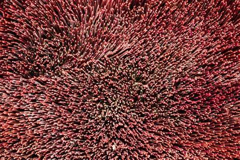 Abstract background bottom of .incense, Top view of wooden small stick, Backg Stock Photos