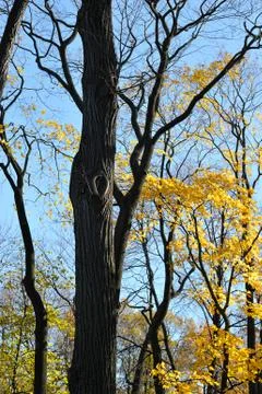Abstract background of branches, trunks and leaves of autumn oak Stock Photos