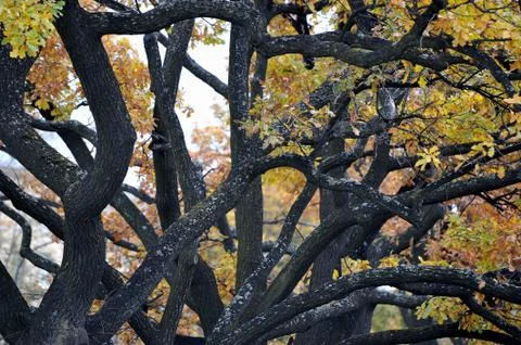 Abstract background of branches, trunks and leaves of autumn oak Stock Photos