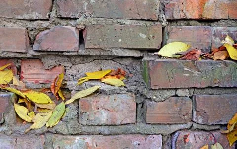 Abstract background. A brick wall with dry leaves. Stock Photos