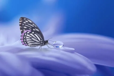 Abstract background of butterfly in blue with selective focus Stock Photos