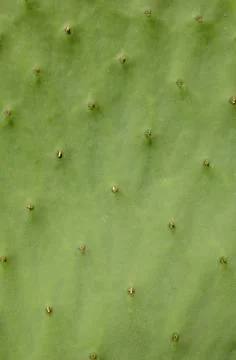 Abstract Background Cactus Texture Stock-Fotos