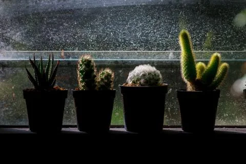 Abstract background cactus on window Stock Photos