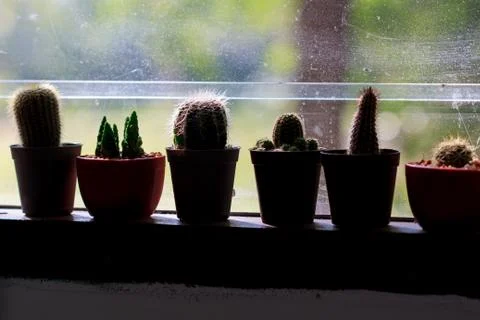 Abstract background cactus on window Foto stock
