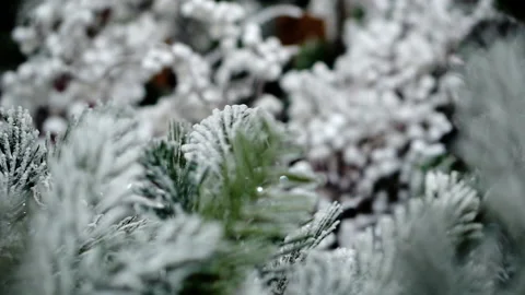 Abstract background with changing focus vegetation. Stock Footage 164050661