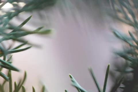 Abstract background close up blurred conifer evergreen fir tree branches natu Stock Photos