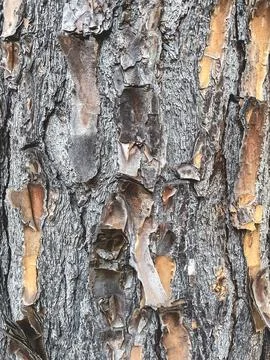 Abstract background, close up photo from tree bark Stock Photos