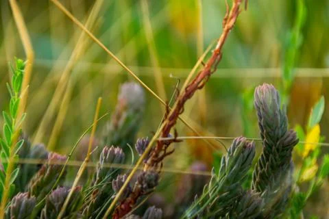Abstract background with close up of small plants Stock Photos